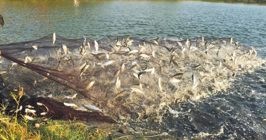 虱目魚